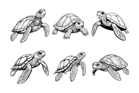 The Ultimate Vector Asset: Exploring Our Tortoise & Turtle EPS Illustration Set